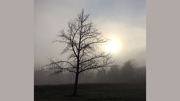 Amphitheatre Tree in Fog by Julie Logan Lindahl (KFSR Radio)
