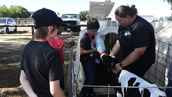 Three boys with a staff member assisting them to feed a calf as part of Ag Camp at Fresno State.
