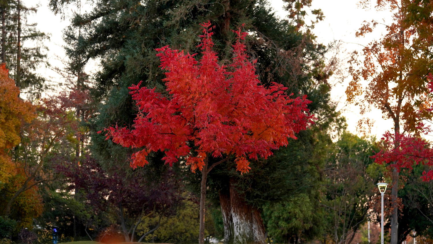 Fall trees in red, yellow, and green