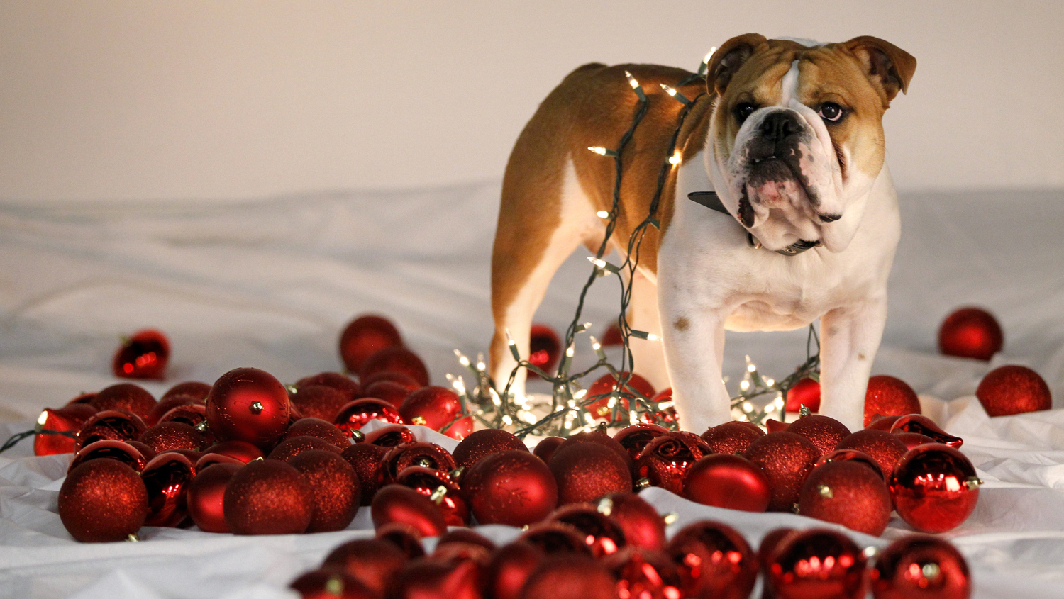 Victor E. Bulldog III surrounded by red Christmas balls