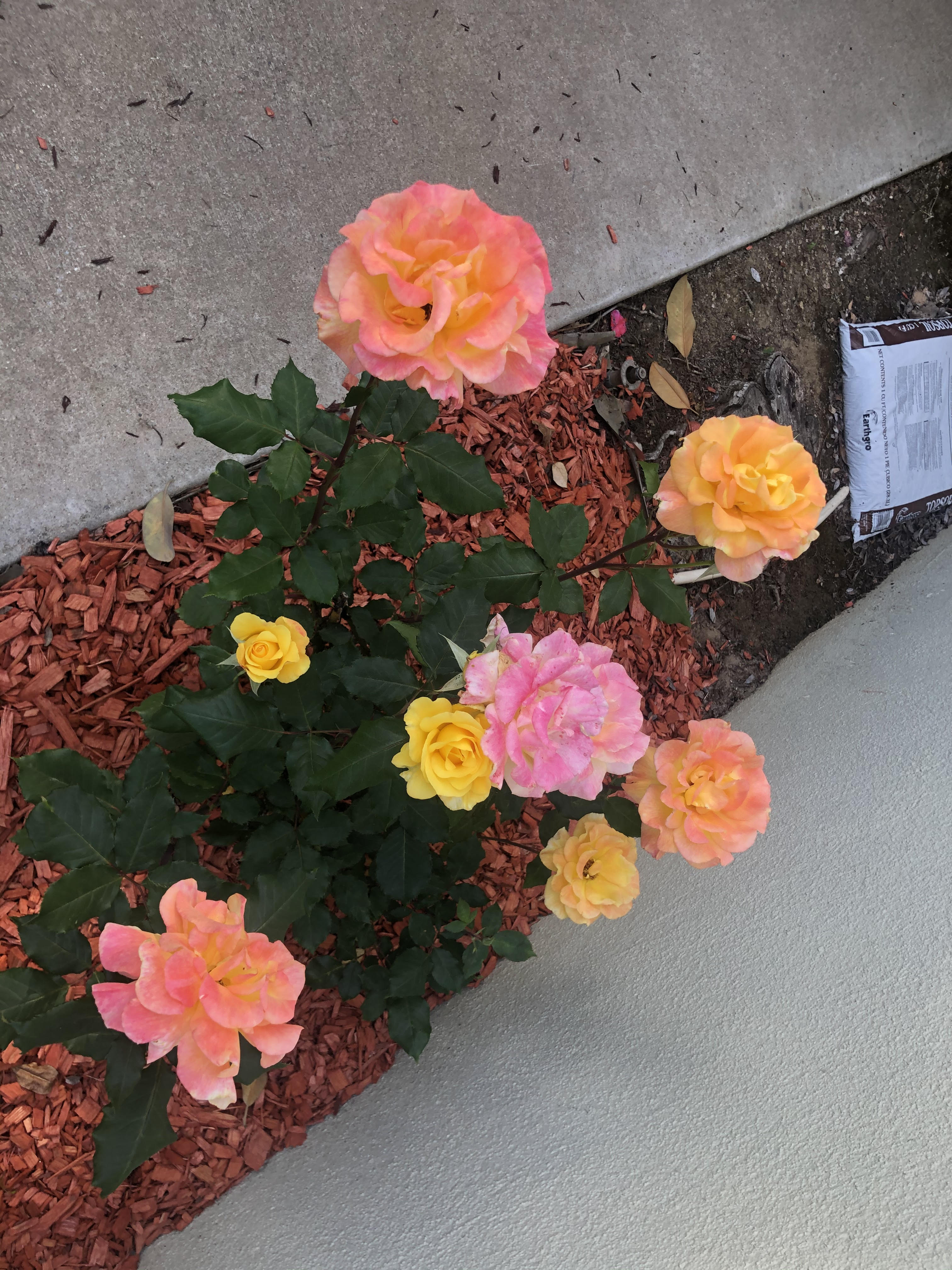 Her favorite roses in her garden.