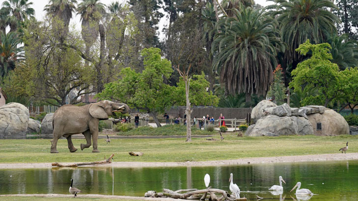 Elephant exhibit at the Fresno Chaffee Zoo.