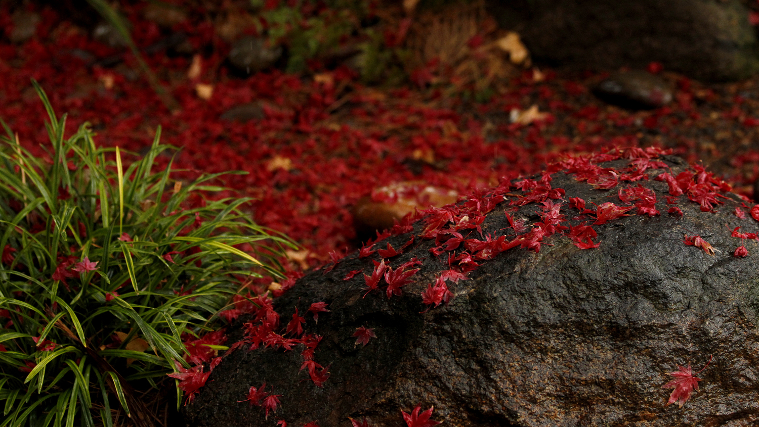 Red leaves fallen on a rock.