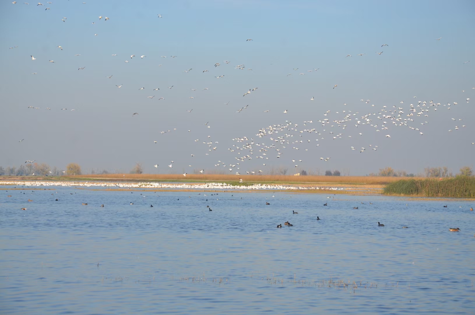 Qin Fan photo of birds at the Merced National Wildlife Refuge.