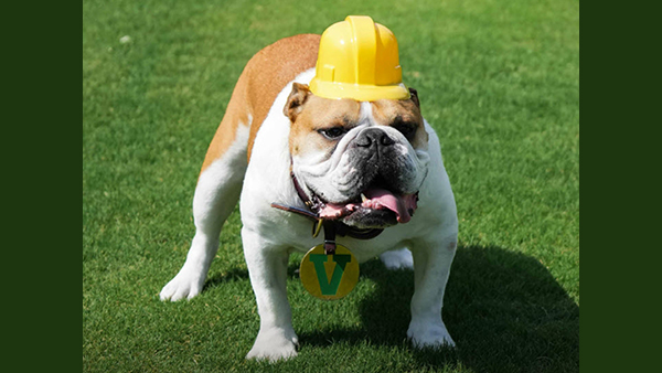 Victor E Bulldog in a yellow hardhat standing on the grass.