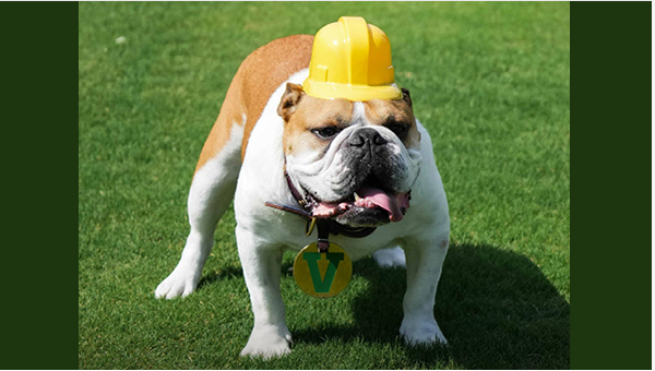 Victor E Bulldog in a yellow hardhat standing on the grass.