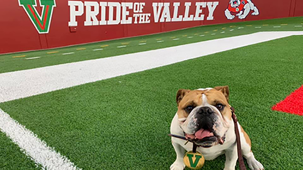 Victor E Bulldog on green grass of football field with Pride of the Valley sign in the background