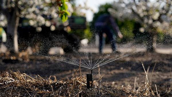 Water sprinkler in an orchard