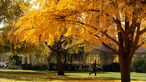 Man walking on path beneath trees with yellow trees in front of Thomas Administration Building