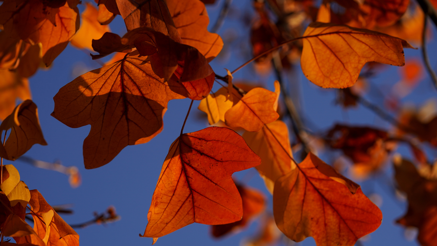 Orange leaves and blue sky