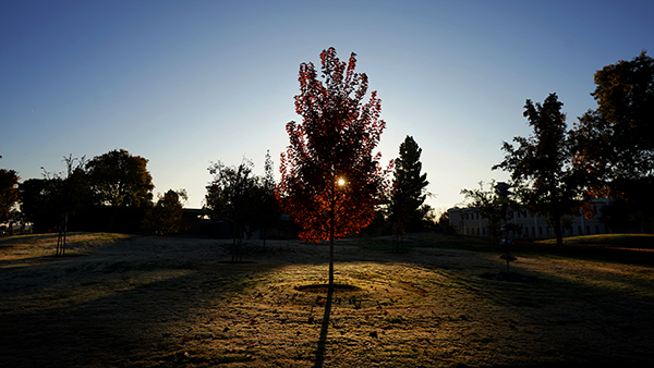Sun setting behind a red tree on the Fresno State campus.