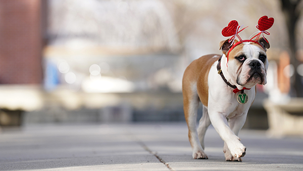Victor E Bulldog walking near fountain with a heart headband on