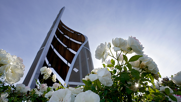 Fresno State monument and white flowers.