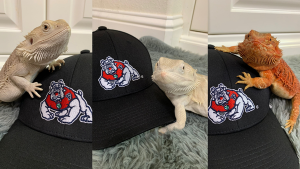 Collage of three photos of three bearded dragons next to a black baseball cap with a Fresno State four paw logo.