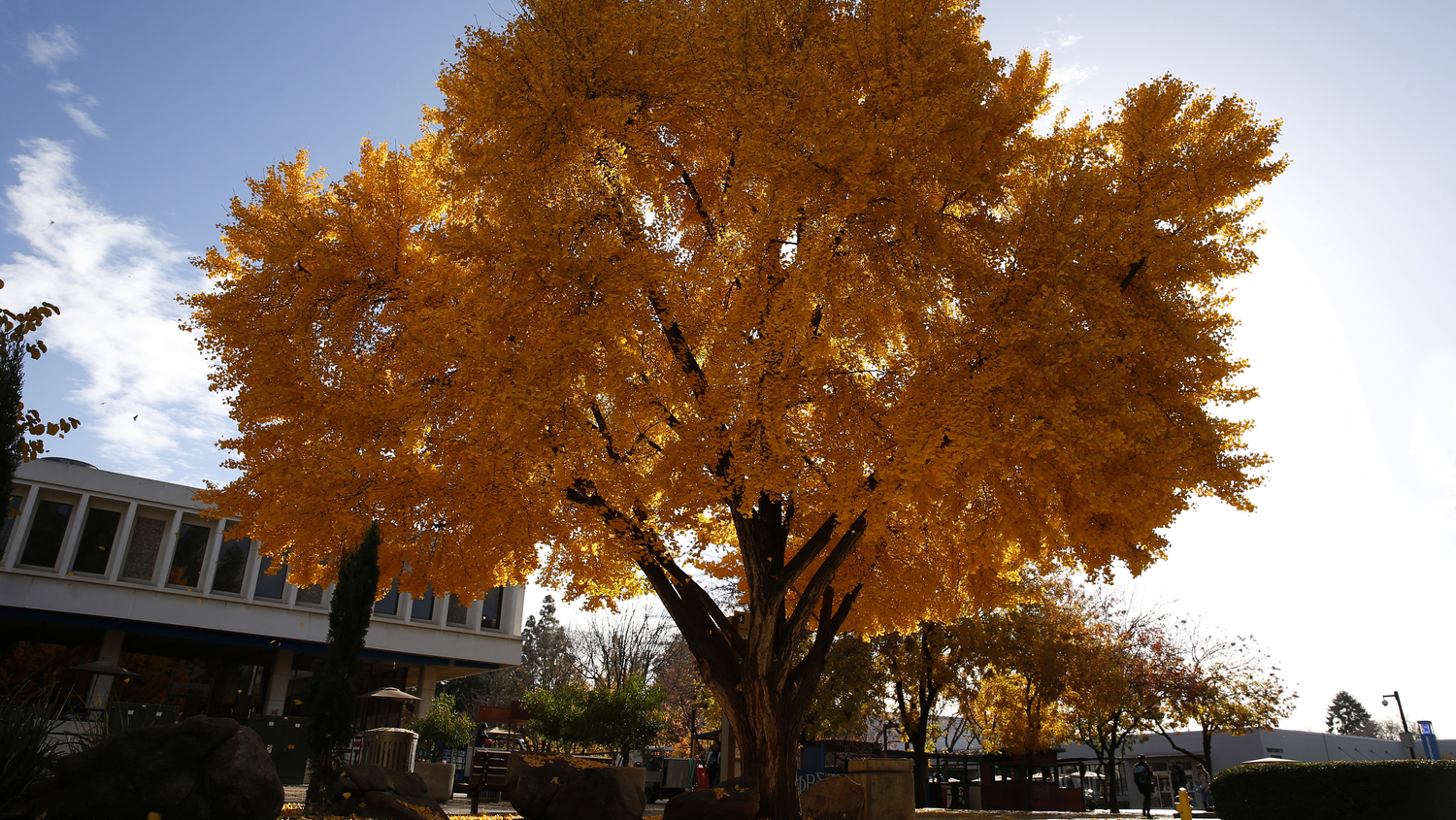 Yellow tree near the Student Union walkway.
