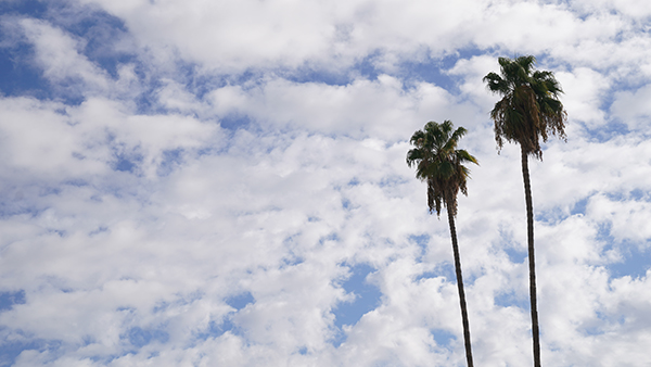 Cloudy sky with two palm trees.