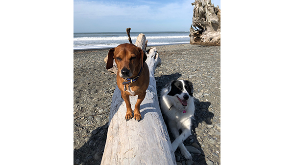 two dogs at beach