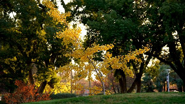 A small yellow tree in the Fresno State Peace Garden.
