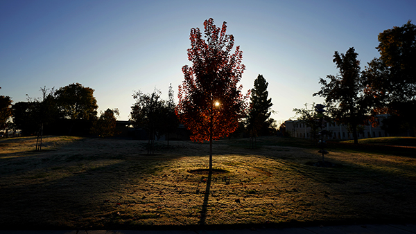 A tree backlit by a setting sun on the Fresno State campus.