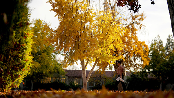 Yellow trees on campus in the fall