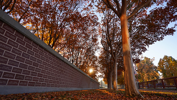 Leaves fall from the trees on a fall day at Fresno State.