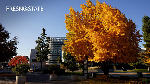 Photo of a tree in the fall in front of the library