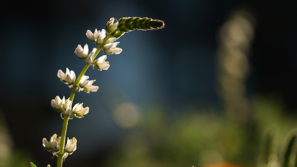 Spring flower.