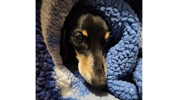 Senior dog, Maggie, wrapped in a blanket