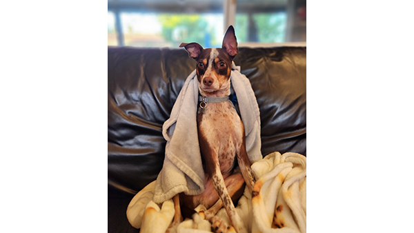 Rocky, four year old dog, wrapped in blanket