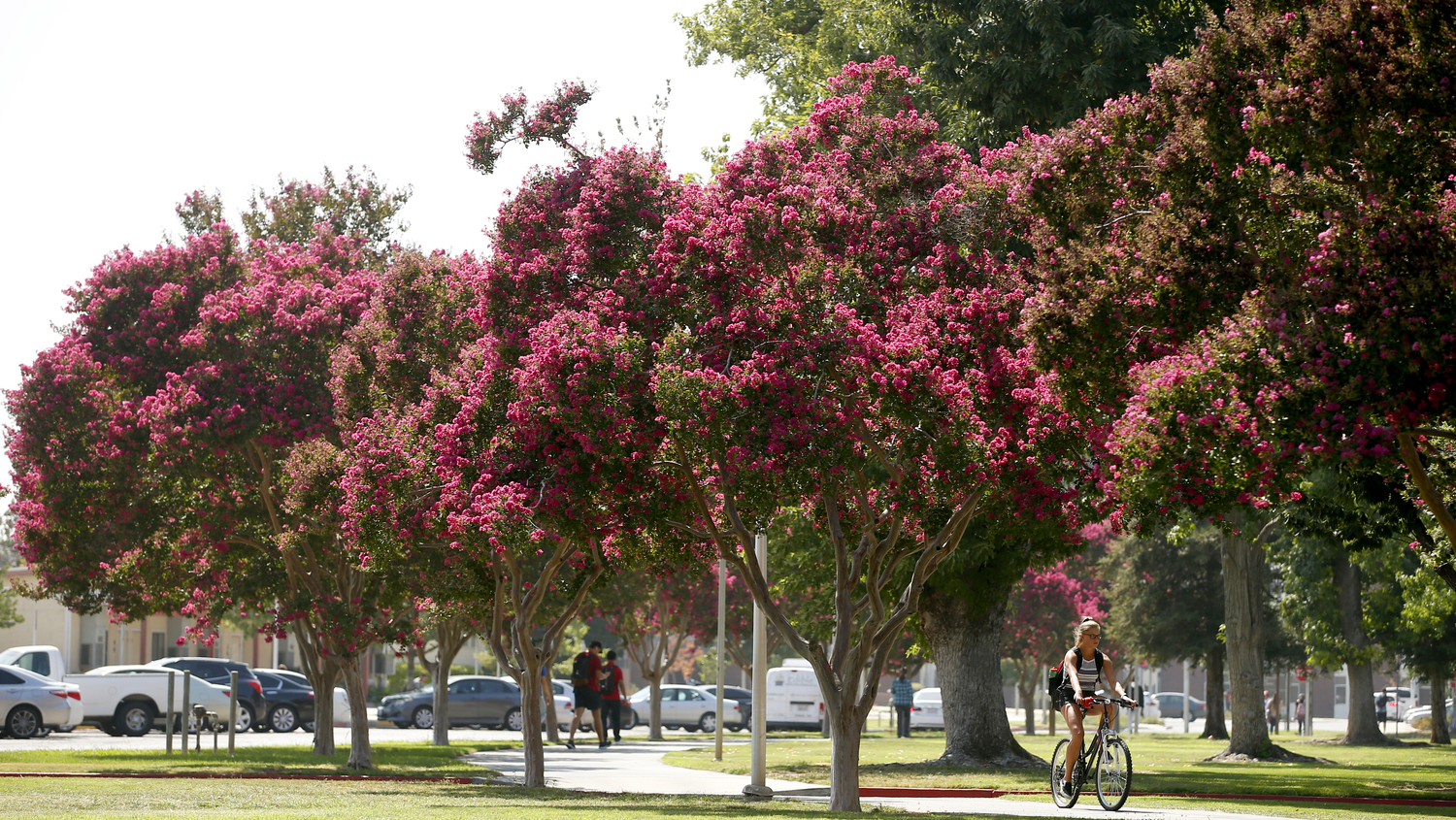 Pink trees