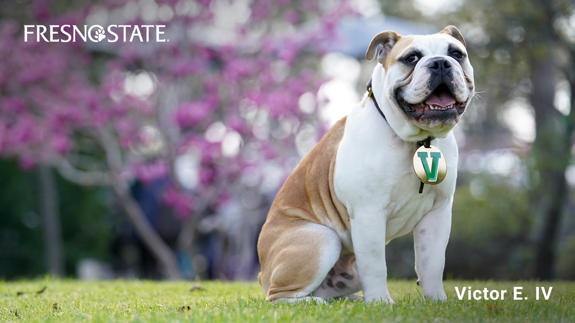 Victor E. Bulldog IV sitting on the grass.