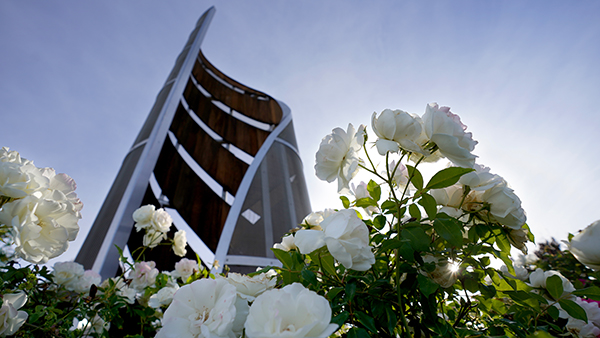 White roses bloom in front of a Fresno State monument.