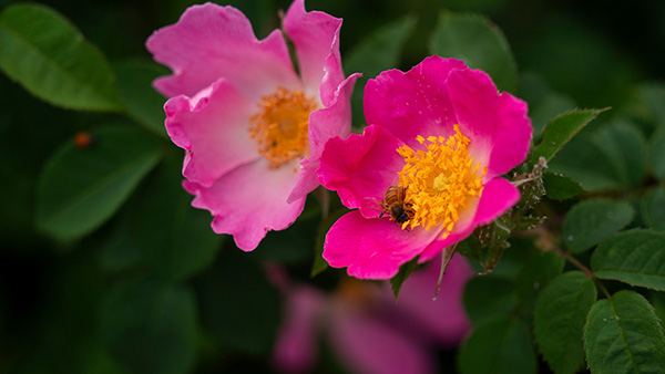 Pink flowers in different shades
