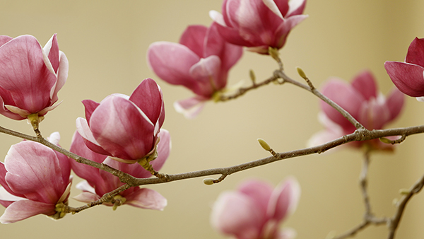 Pink flowers in different shades