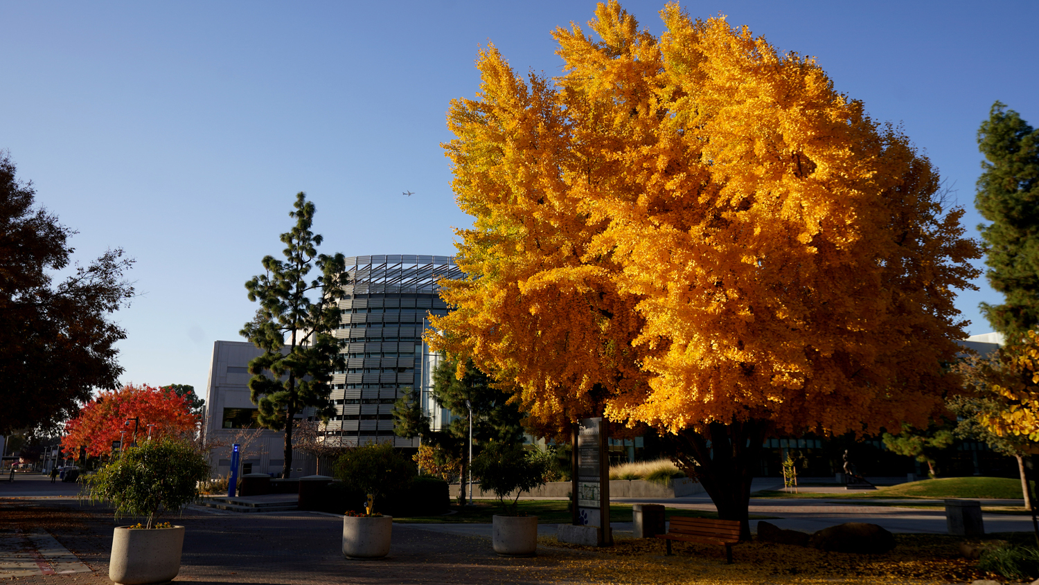 Yellow tree in front of the Fresno State library