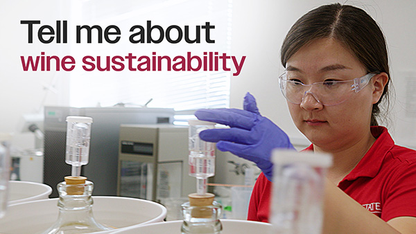 Dr. Yiliang Cheng, wearing safety glasses and a purple plastic glove on her hand, checks wine barrels. Photo has text that reads tell me about wine sustainability.