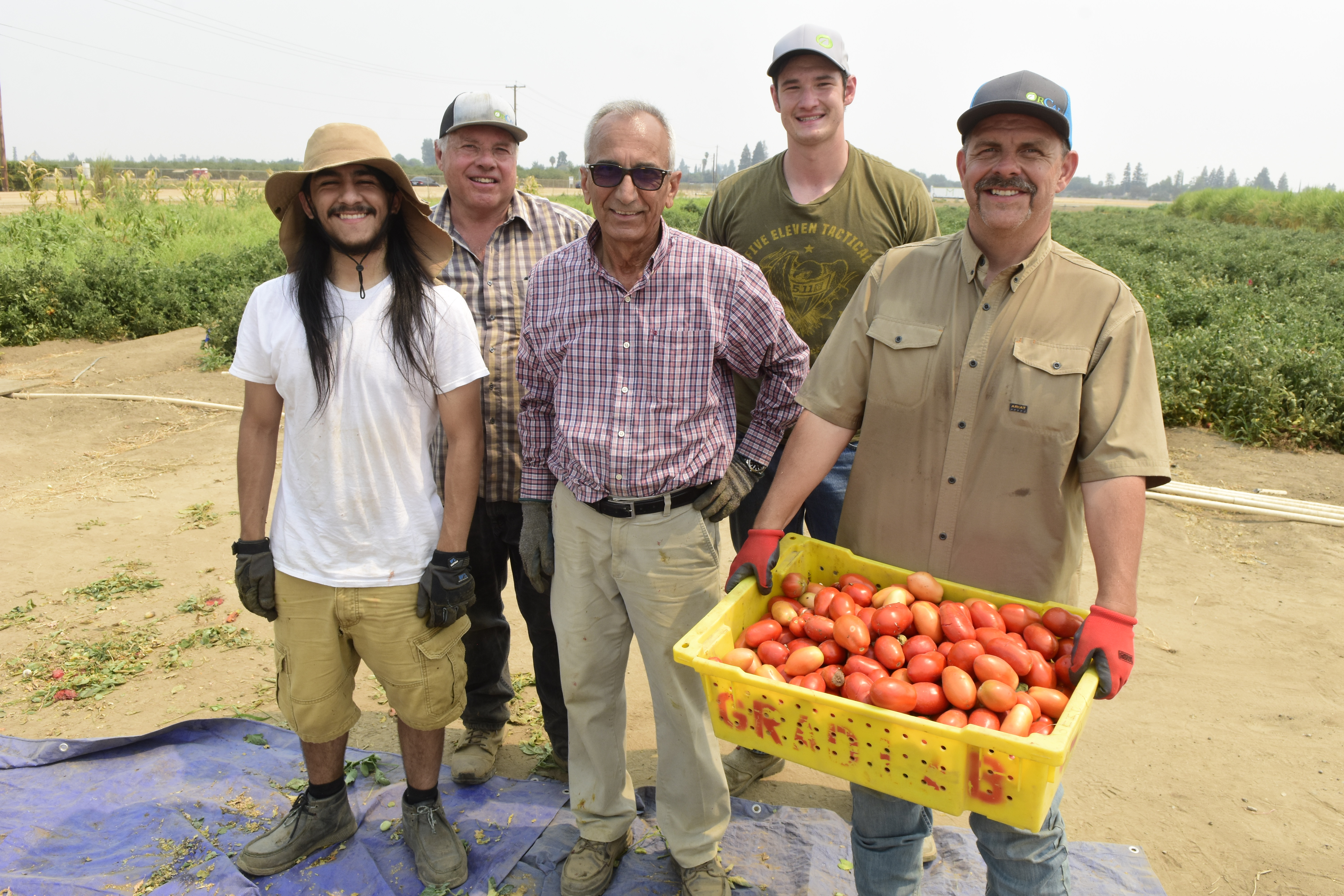 Shawn Ashkan, agricultural engineer in tomato field