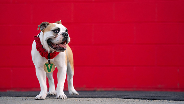 Victor E. live mascot in front of red brick wall