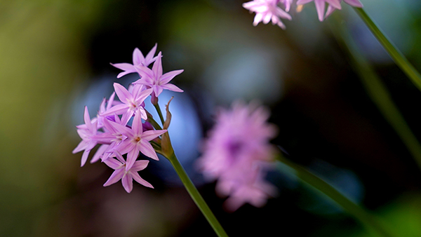 Lavender flowers