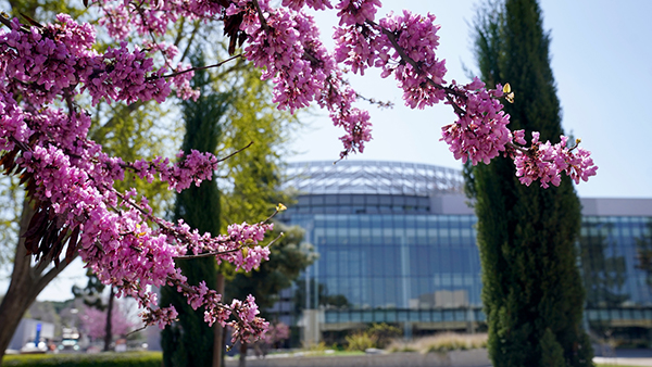 Purple flowers on tree in front of Fresno State library