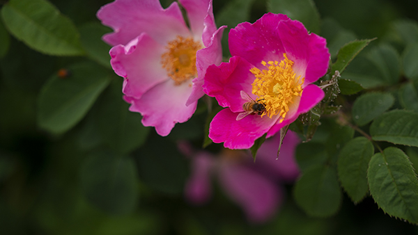 Pink flower with bee sitting inside.