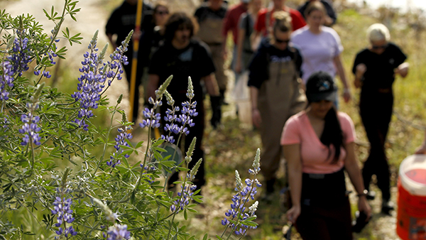 Students walking along a trail with purple lupines on the side of the trail.