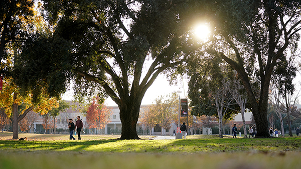 Sun behind a tree on the Fresno State campus.