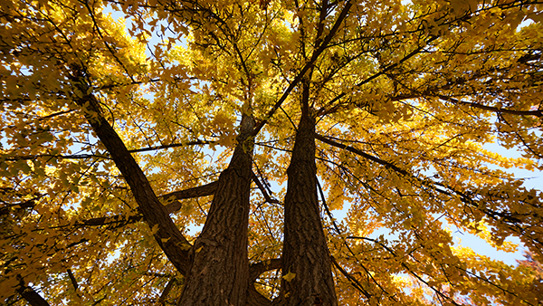 Two tree trunks and branches with yellow leaves.