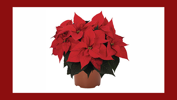 A pot of red Poinsettia flowers.