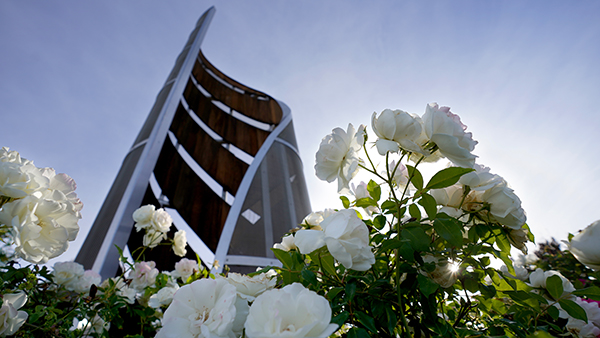 Fresno State monument flanked by white roses.